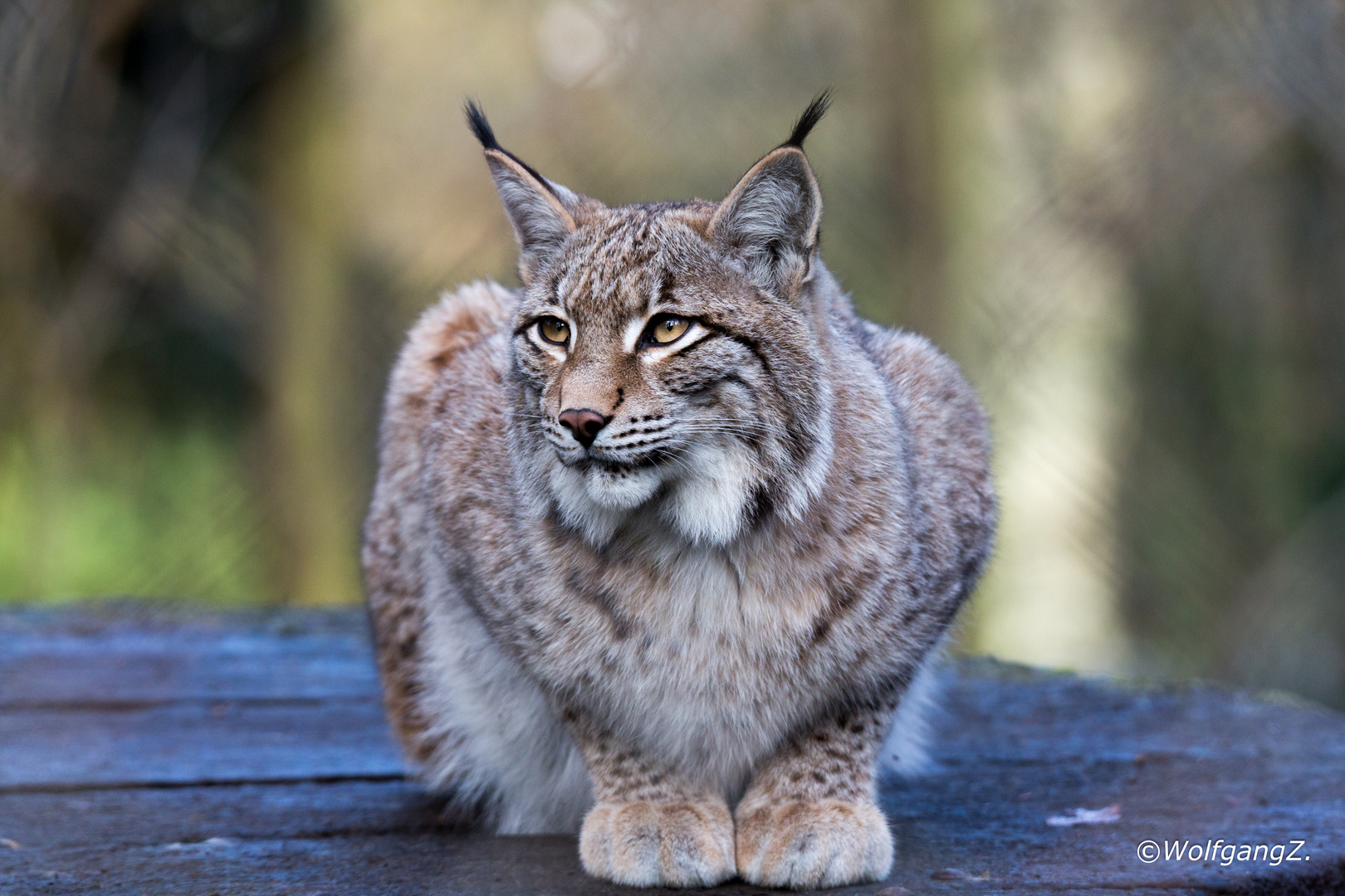 Luchs