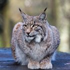 Luchs