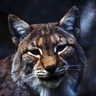 Luchs