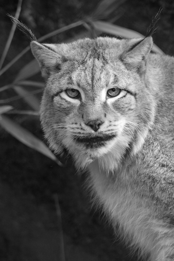 Luchs