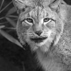 Luchs