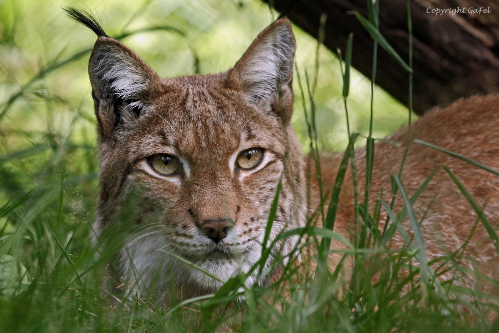 Luchs