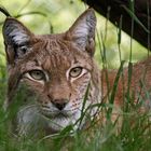 Luchs