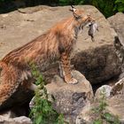 Luchs