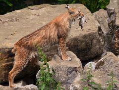 Luchs