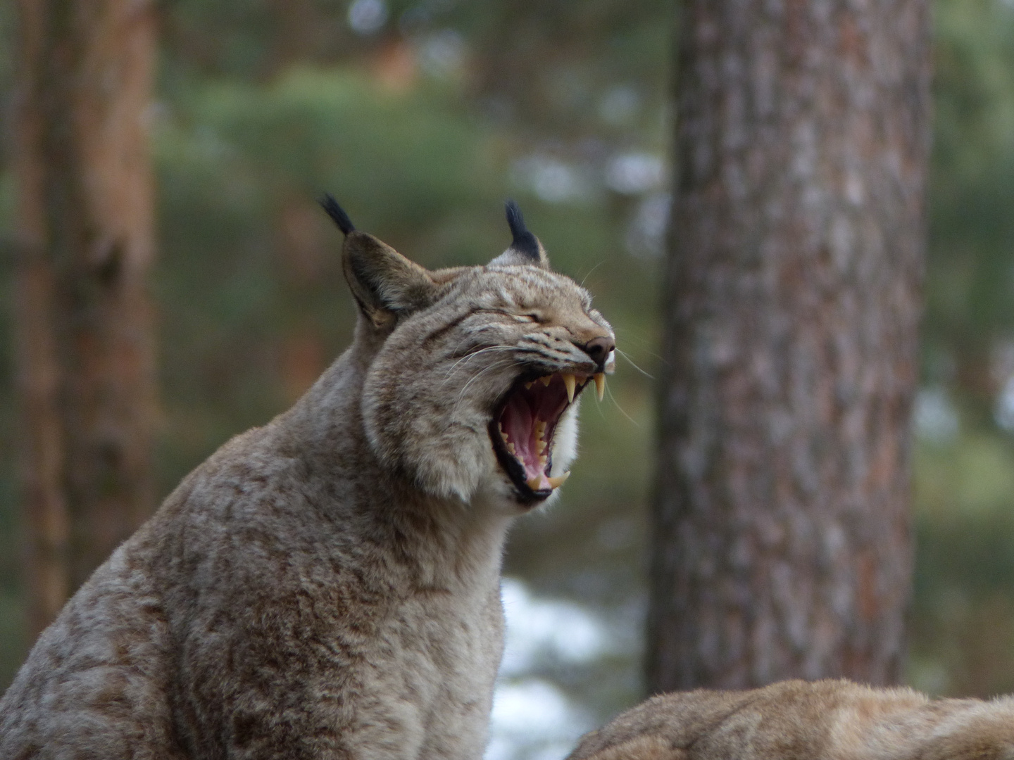 Luchs