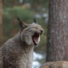 Luchs