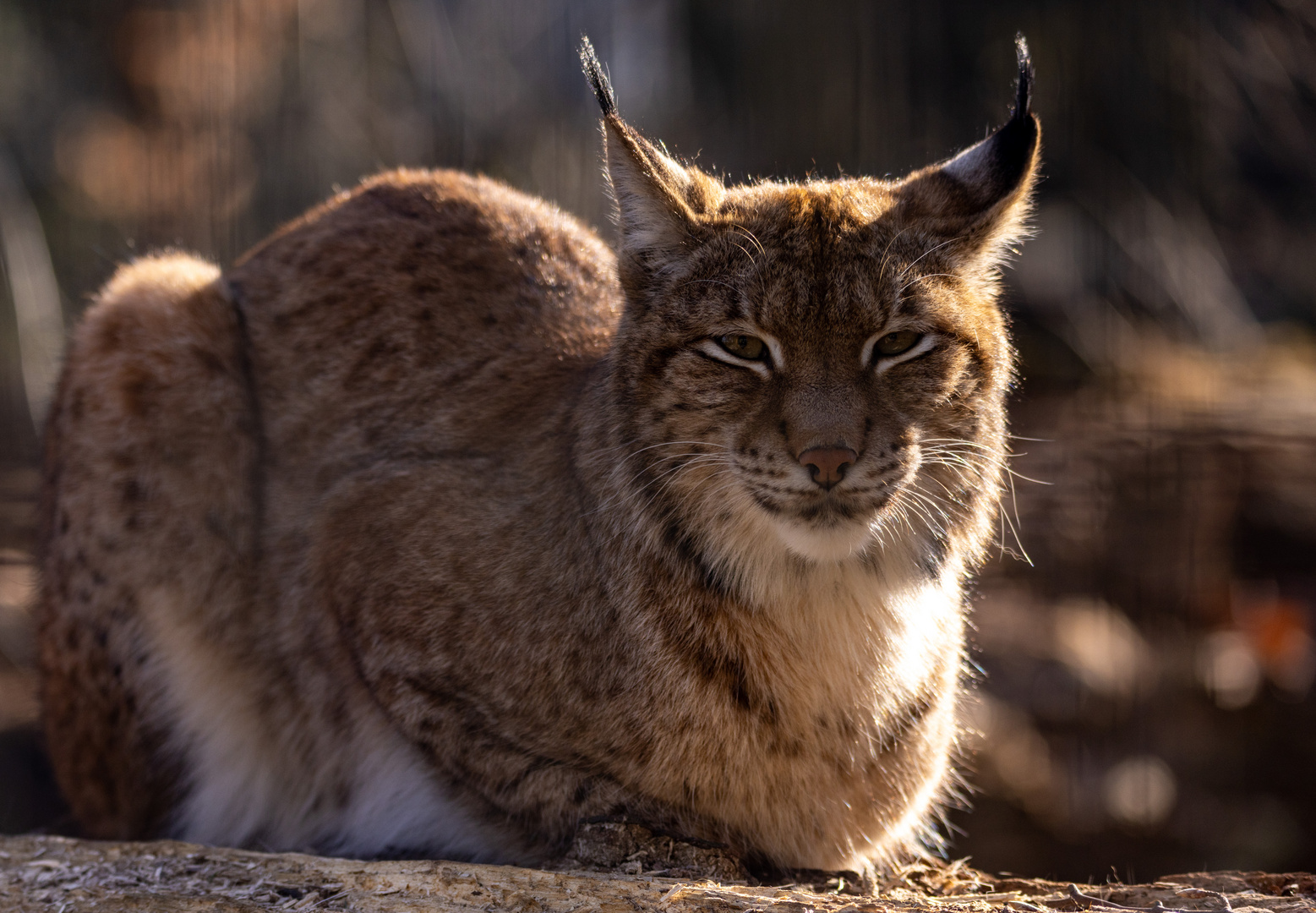 Luchs