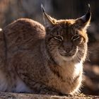 Luchs