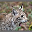 Luchs