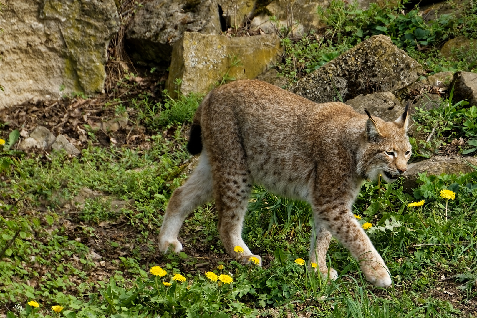 Luchs