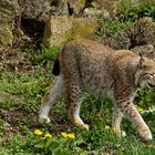 Luchs