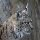 Luchs