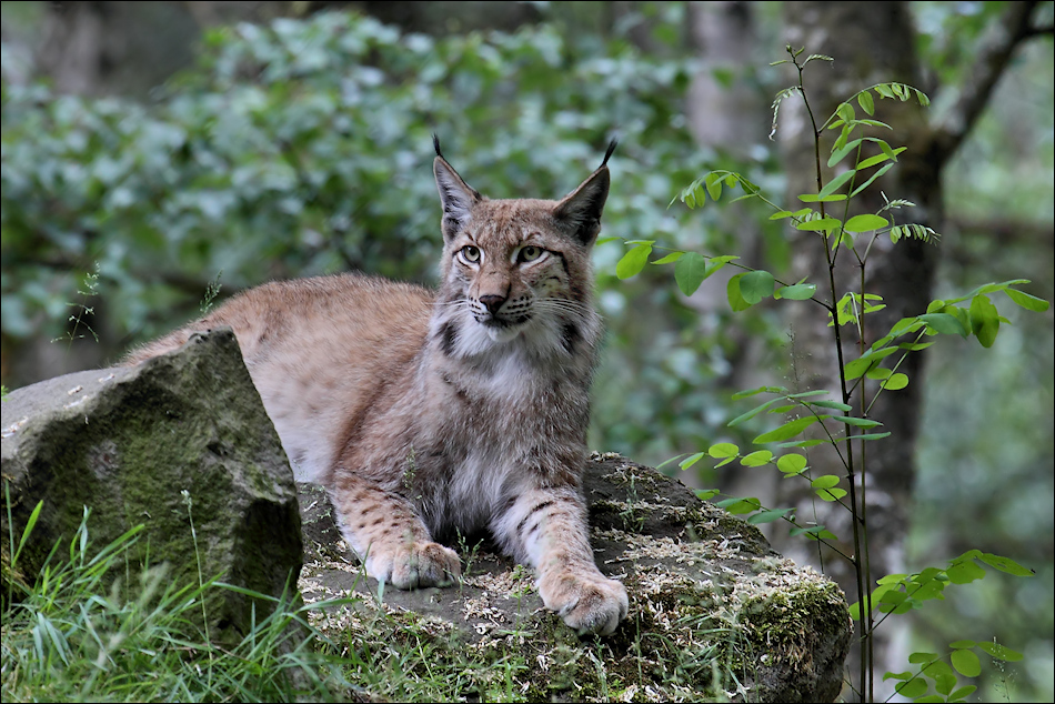 Luchs