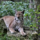 Luchs