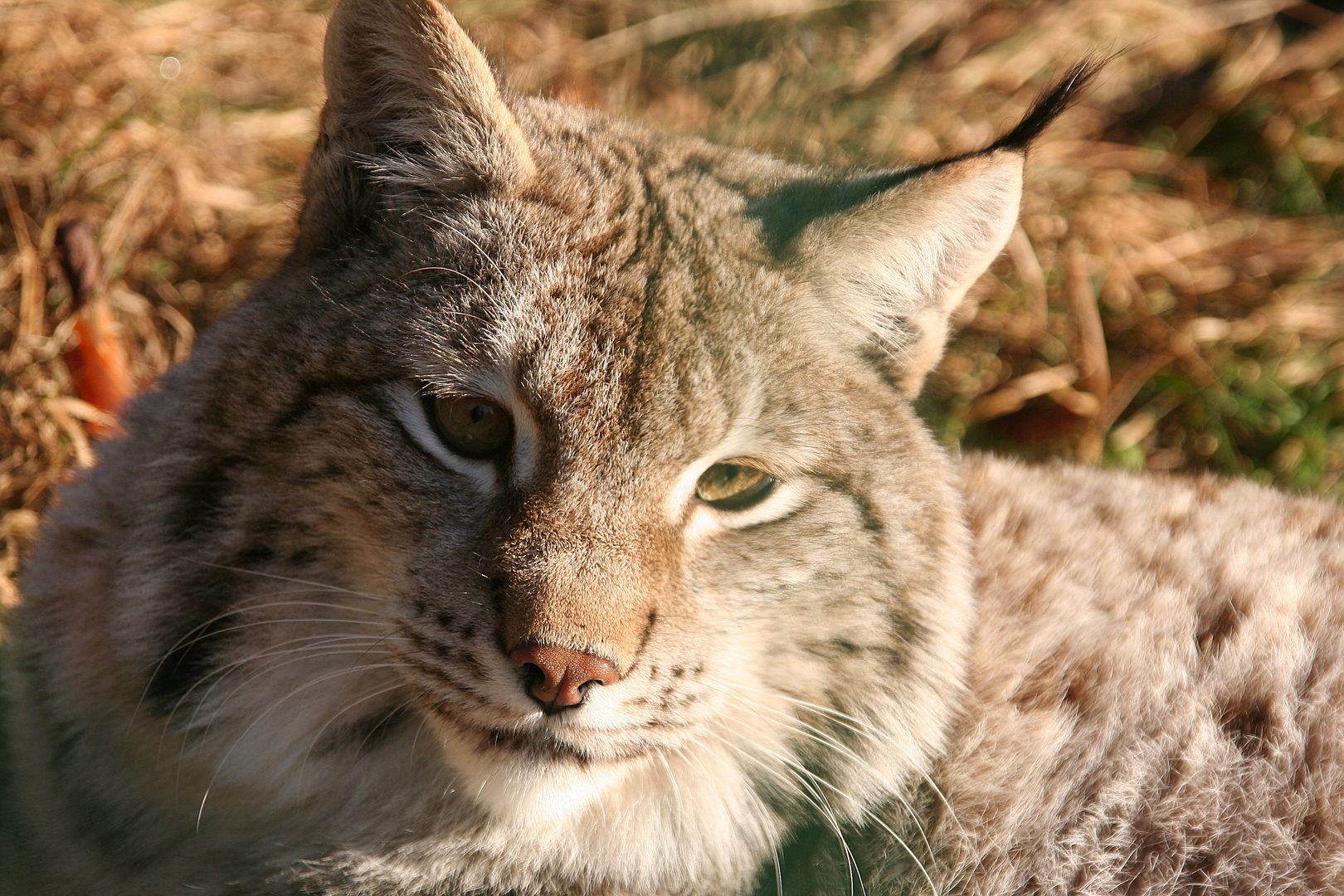 Luchs