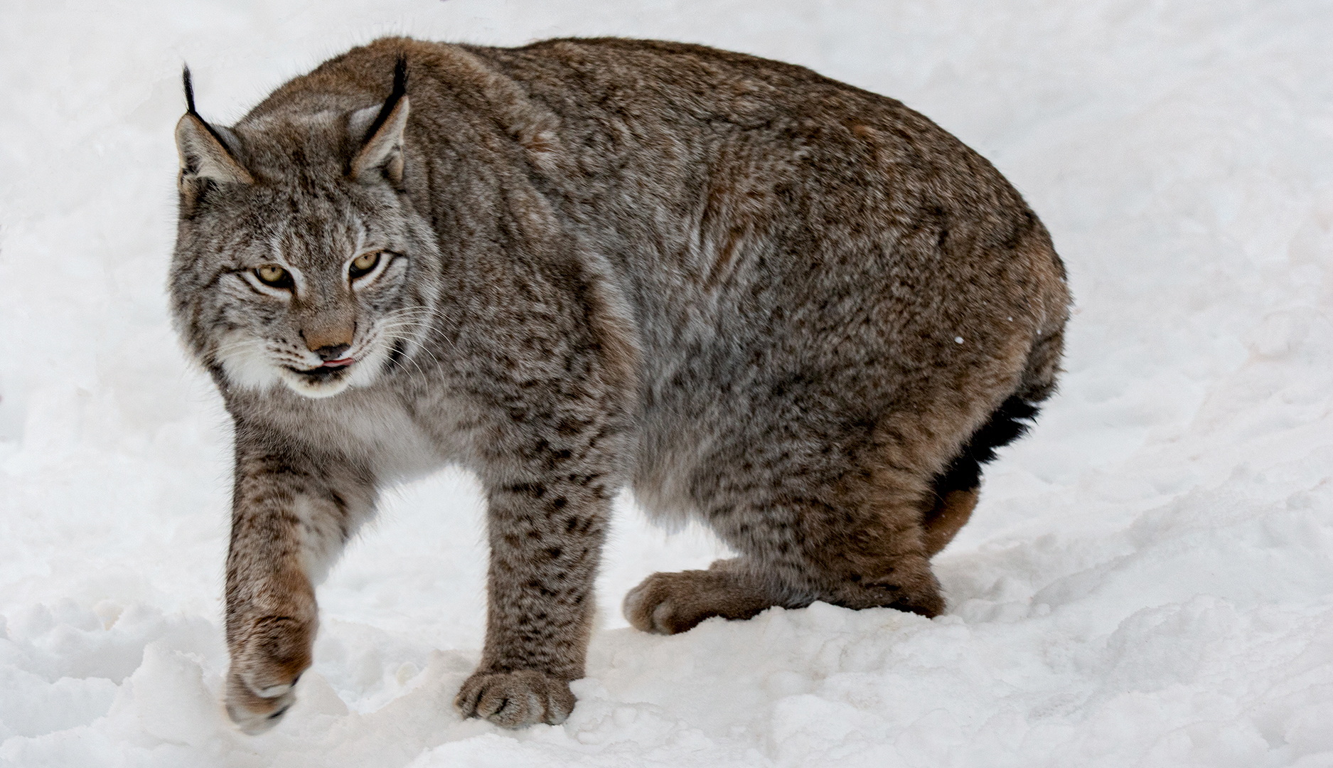 Luchs