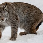 Luchs