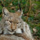 Luchs 