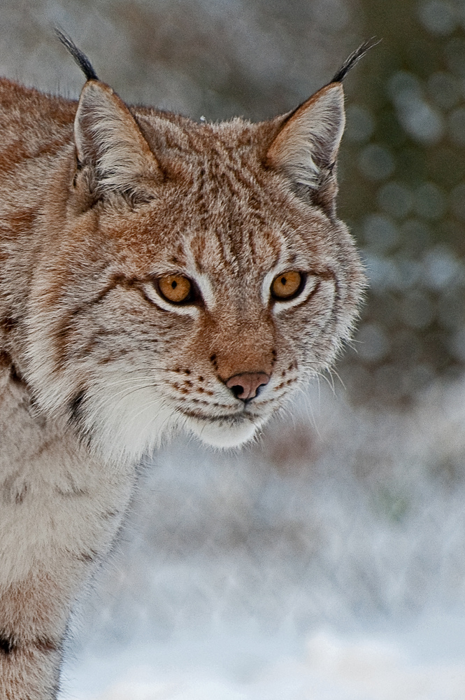 °Luchs°