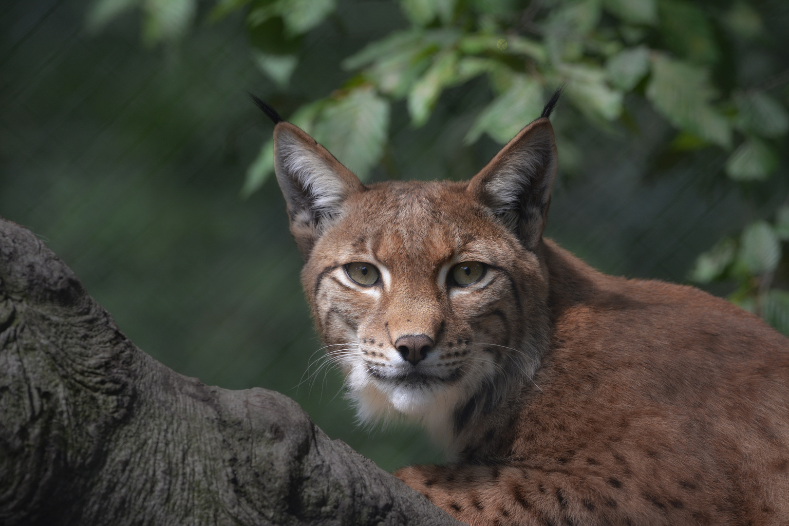 Luchs