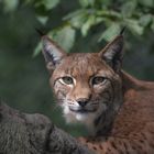 Luchs