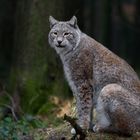 Luchs