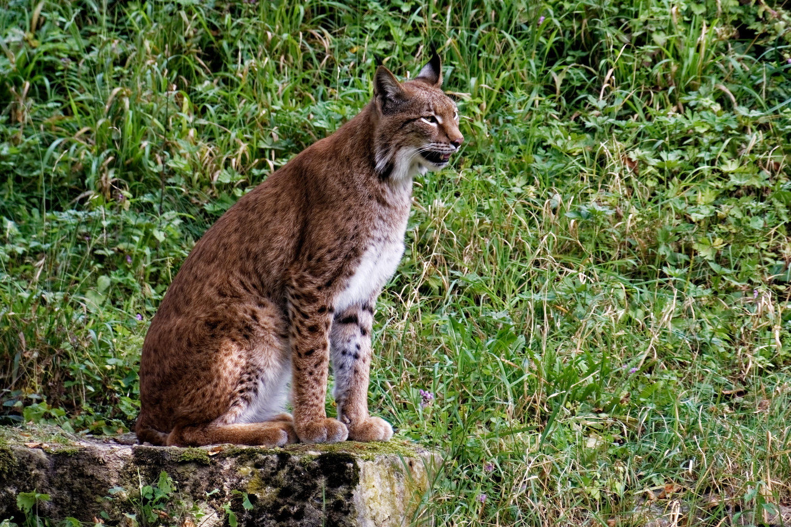 Luchs