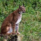 Luchs