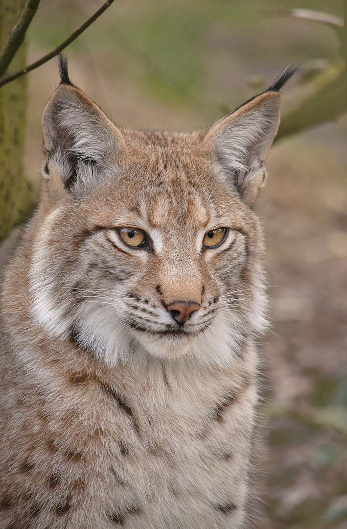 Luchs