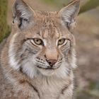 Luchs