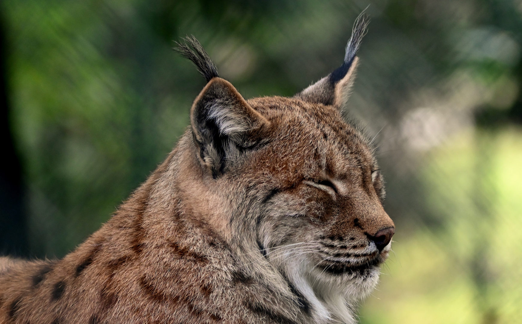 Luchs