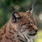 Luchs