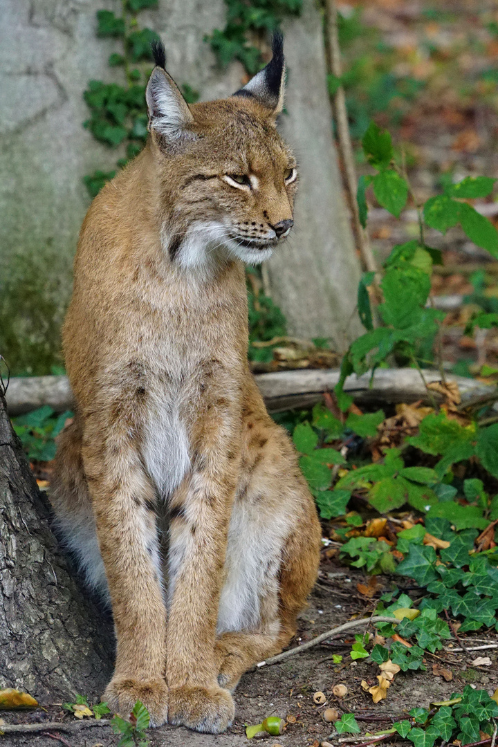 Luchs