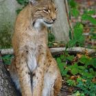 Luchs