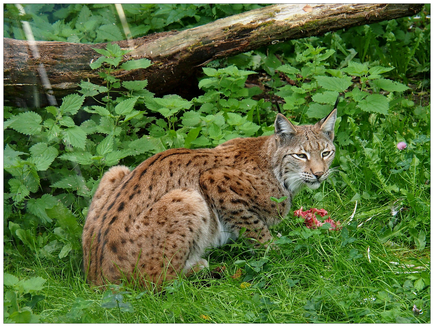 Luchs