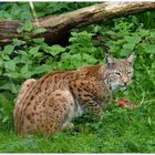 Luchs