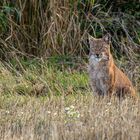 Luchs