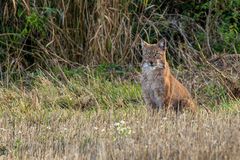 Luchs