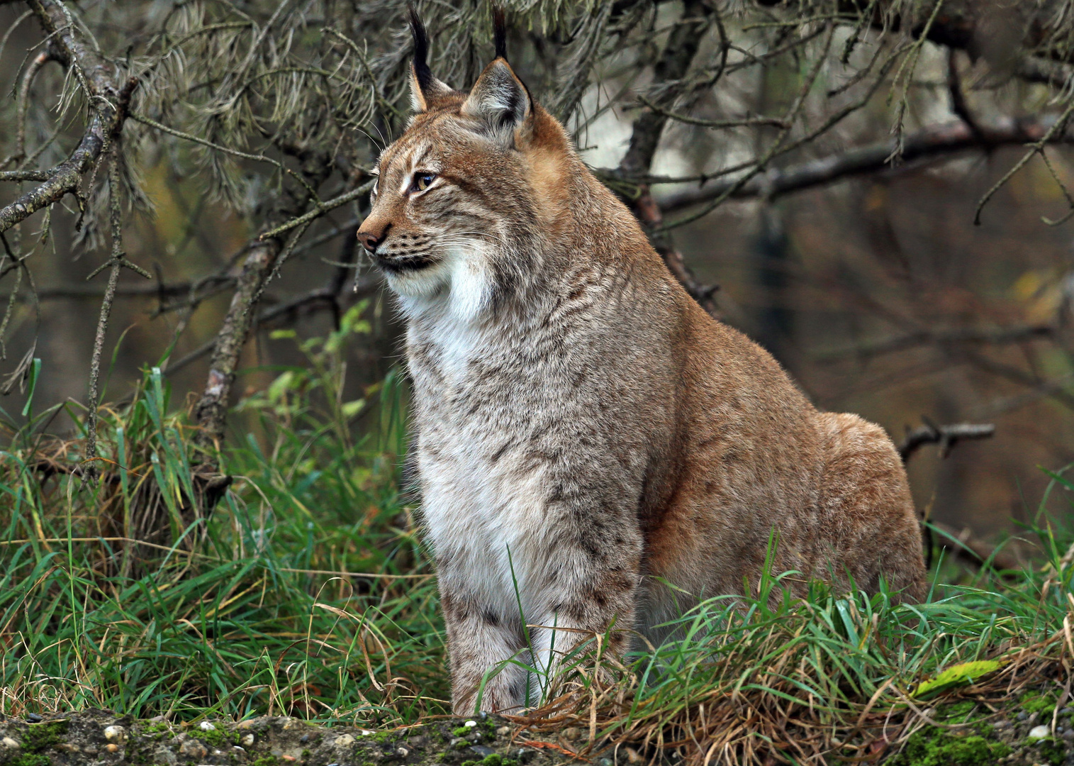 Luchs