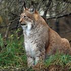 Luchs