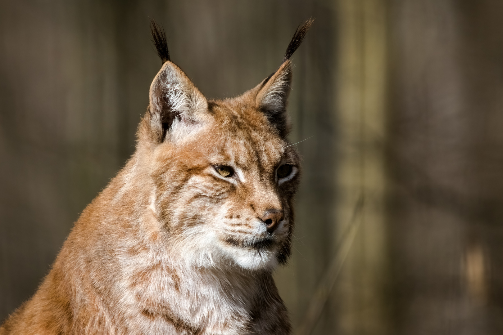 Luchs