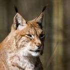 Luchs