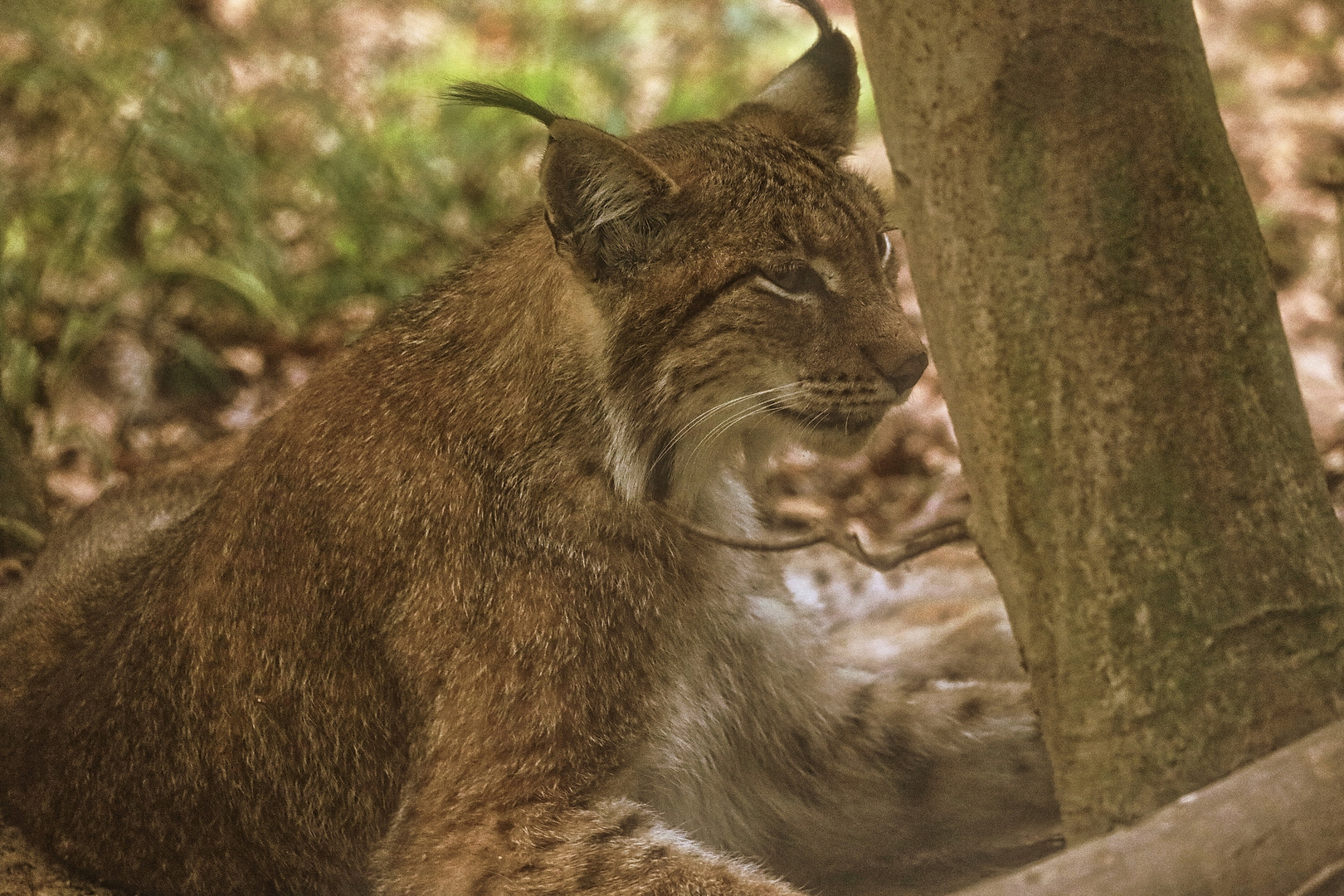 Luchs