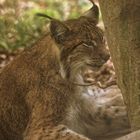 Luchs