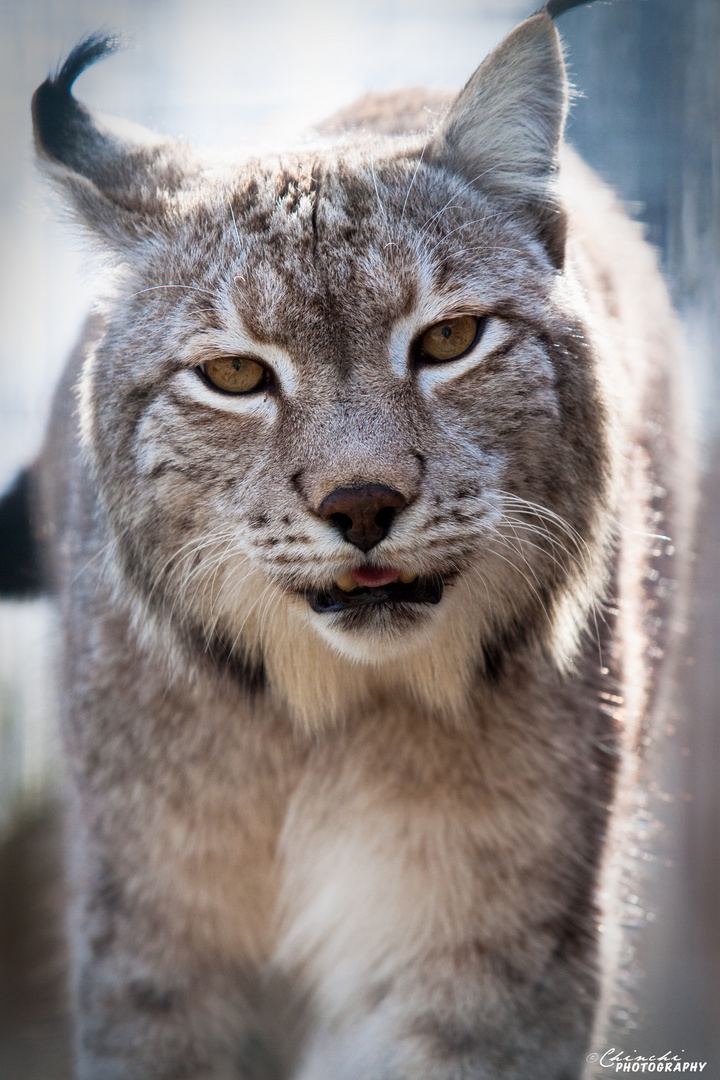 Luchs