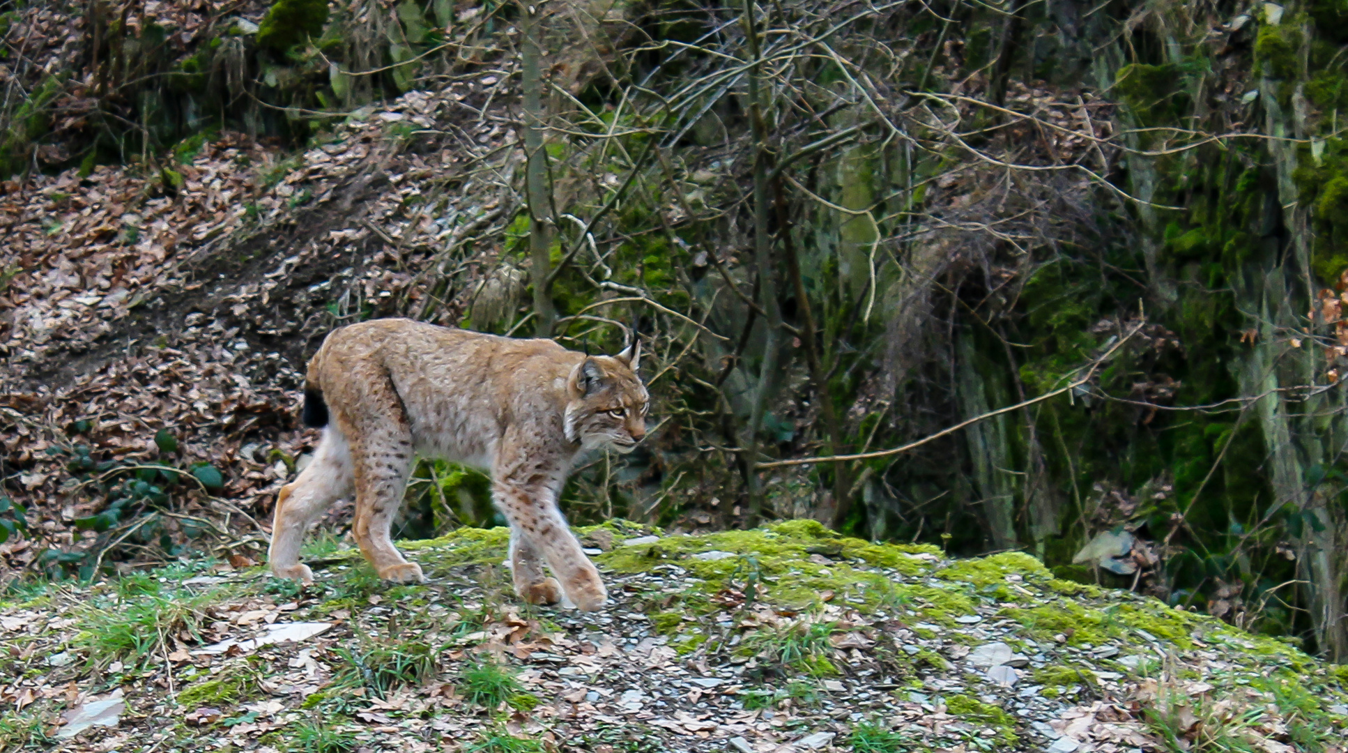 Luchs