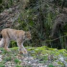 Luchs