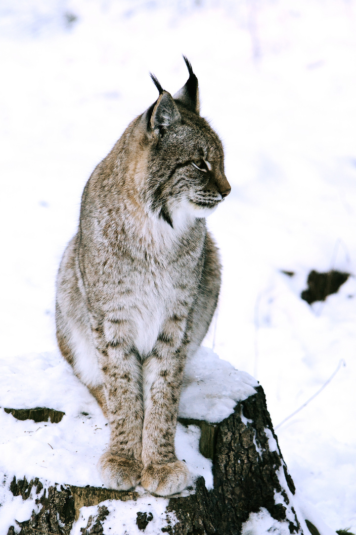 Luchs