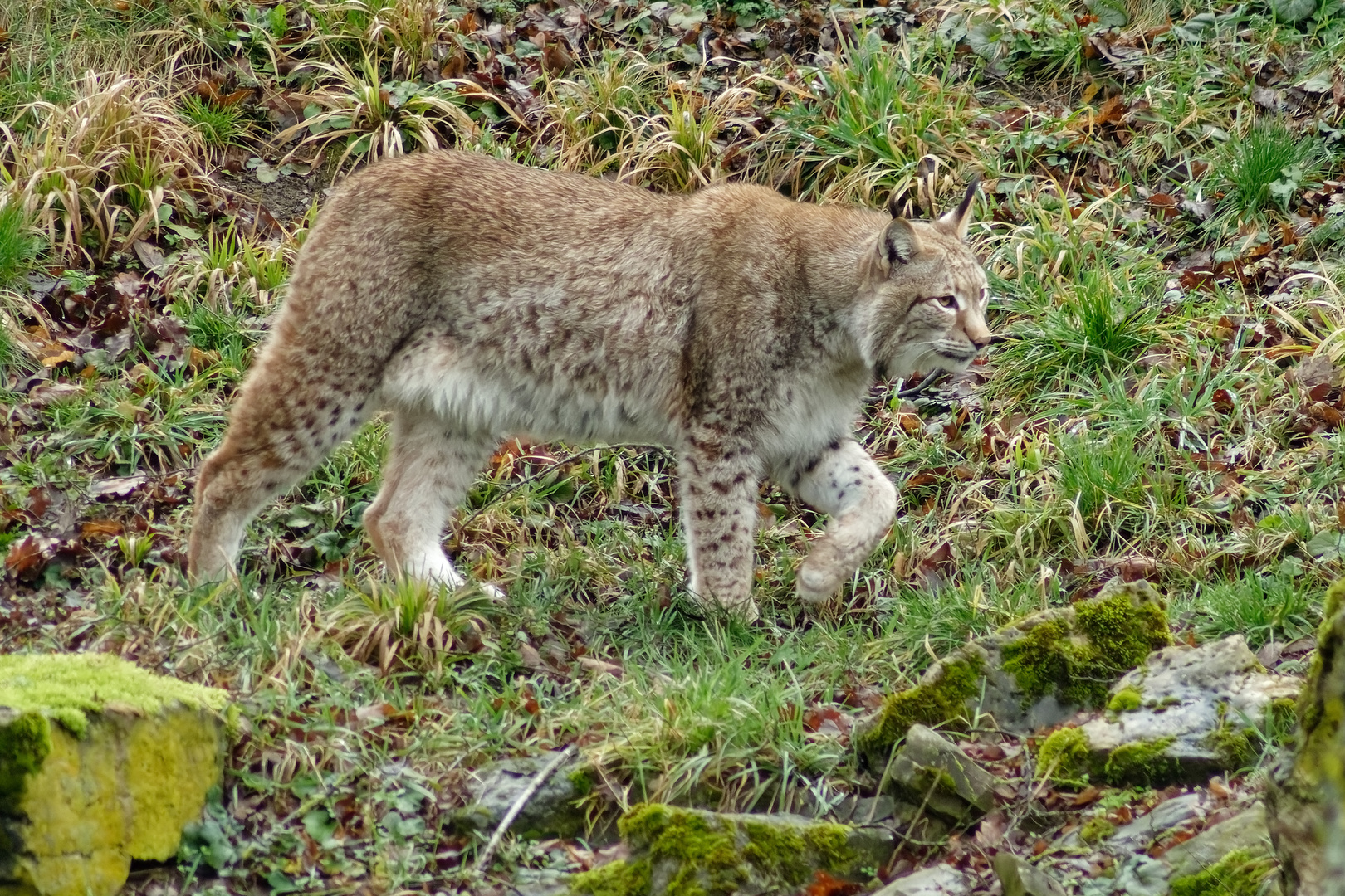 Luchs 